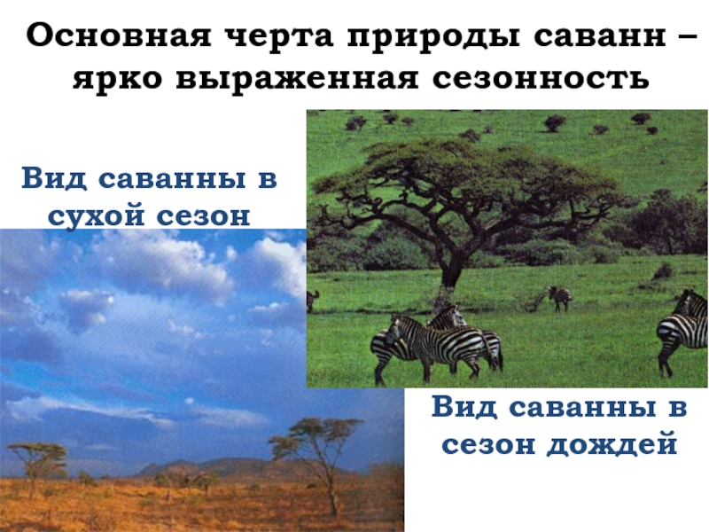 Каковы особенности природы. Природные зоны Африки саванны. Саванна это природная зона. Саванны презентация. Характеристика саванны.