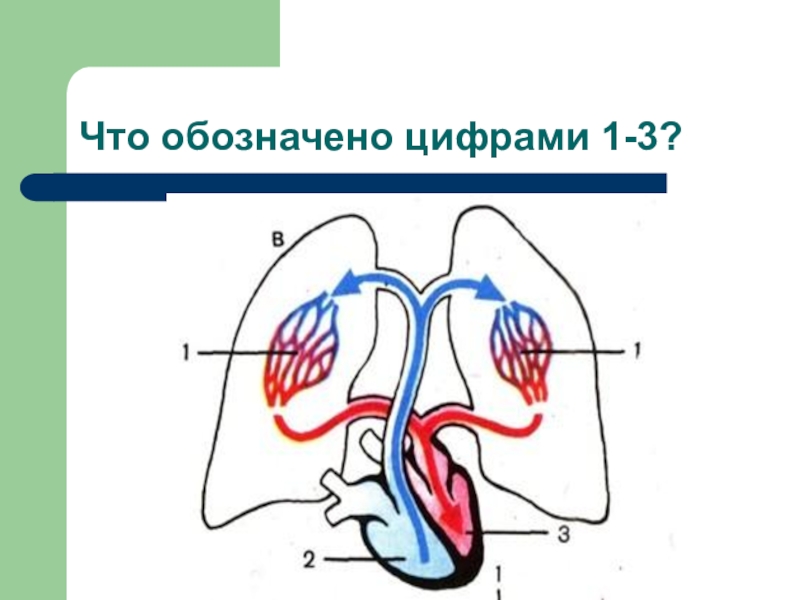 Малый круг кровообращения рисунок с подписями