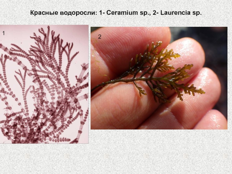 Альгология микология. Красные водоросли Церамиум. Красные водоросли ботаника. Красные водоросли альгология. Лауренсия водоросль.