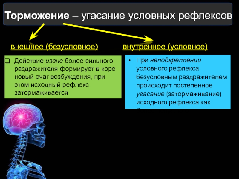 Безусловные рефлексы головного мозга исследовательский проект