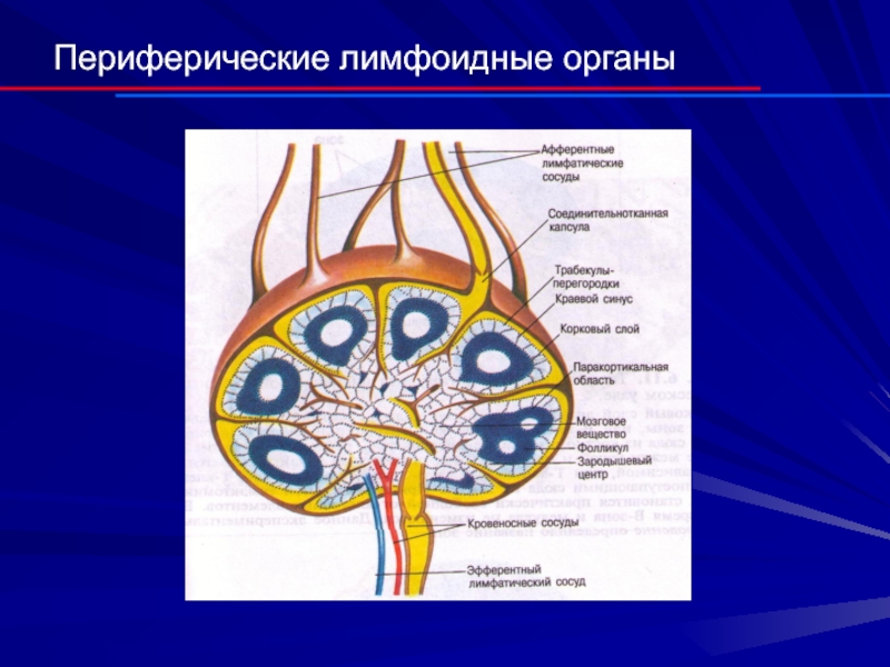 Периферические лимфоидные органы