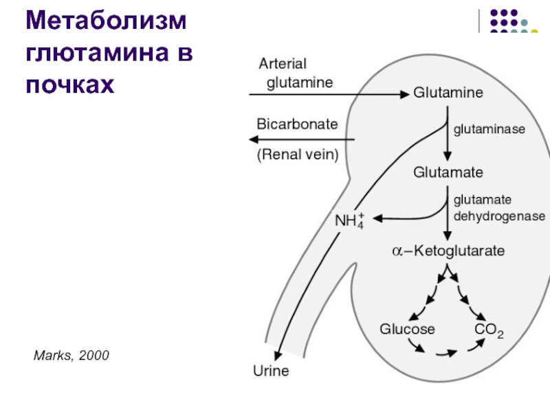 Схема бх для собак