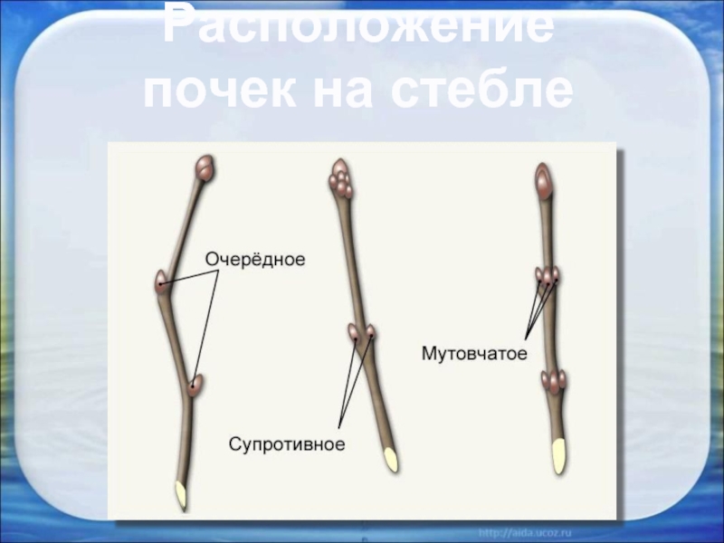 Как почки располагаются на побегах. Мутовчатое расположение почек на стебле. Типы расположения почек на стебле. Виды почек по расположению на стебле. Расположение почек на побеге.