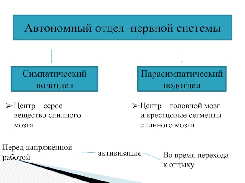 Схема отделов нервной системы