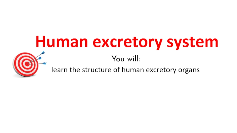 Презентация Human excretory system
