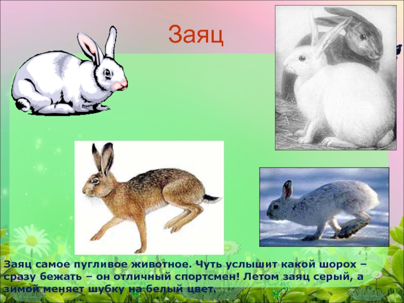 Заяц описание для детей. Заяц зимой и заяц летом. Цвет зайца летом и зимой. Заяц летом для детей. Заяц самое пугливое.