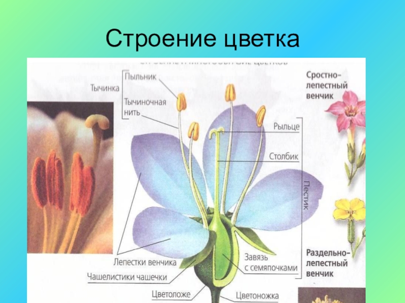 Тест классы цветковых растений 6 класс биология. Строение цветка. Строение цветка венчик. Строение цветка и его функции. Строение цветкового растения.