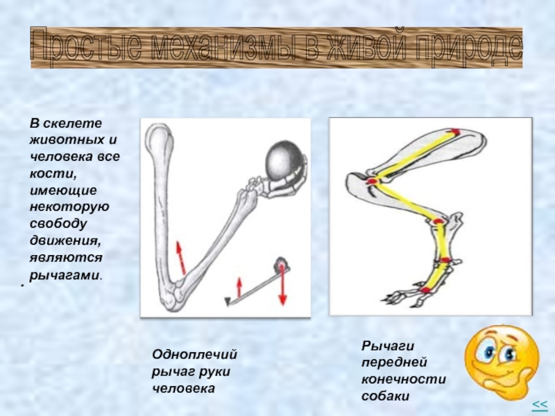 Рычаги в быту и живой природе. Простые механизмы рычаг. Рычаги в скелете человека. Рычаги в природе. Рычаги у животных.
