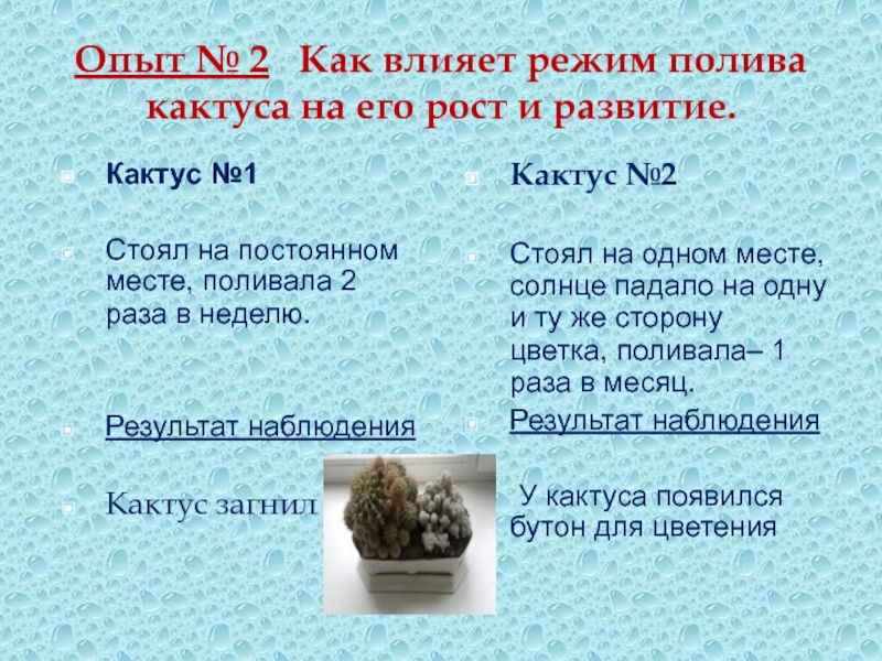 Восстанови последовательность плана текста как кактусы обходятся без воды