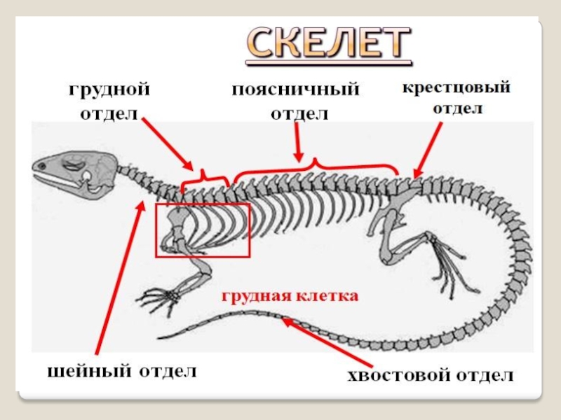 Класс рептилии скелет. Опорно двигательная система пресмыкающихся. Скелет пресмыкающихся шейный отдел. Хвостовой отдел скелета змеи. Скелет рептилий 7 класс.
