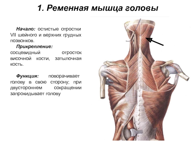 1. Ременная мышца головыНачало: остистые отростки VII шейного и верхних грудных позвонков.Прикрепление: сосцевидный отросток височной кости, затылочная