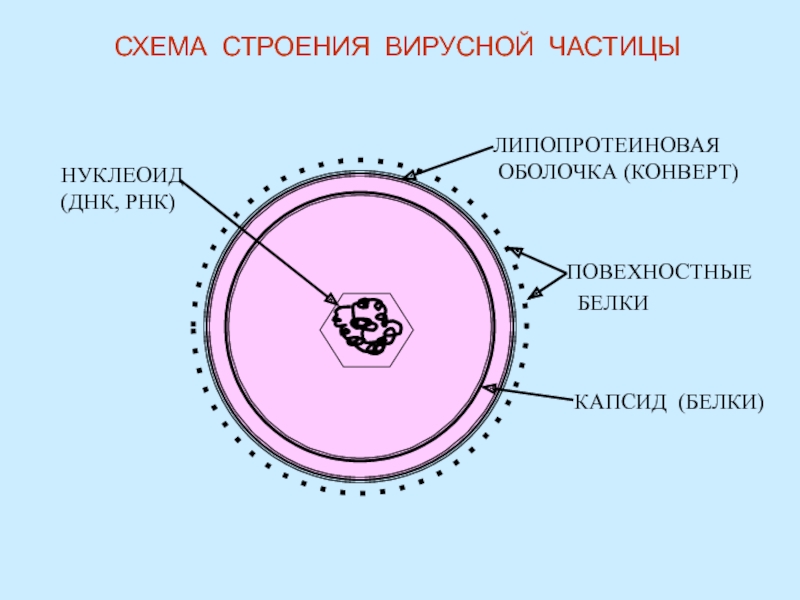 Вирусную частицу называют