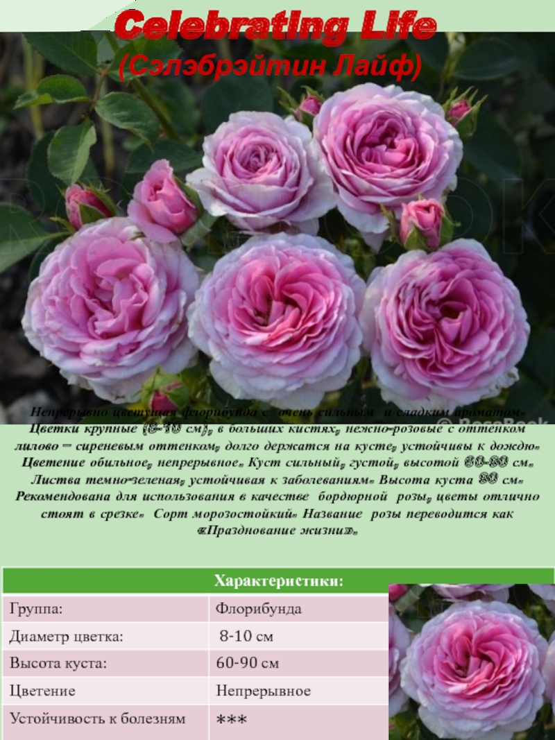 Роза флорибунда кристалл палас фото и описание