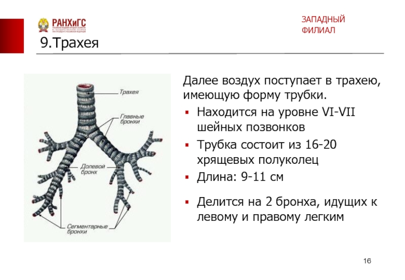 Трахея рисунок егэ