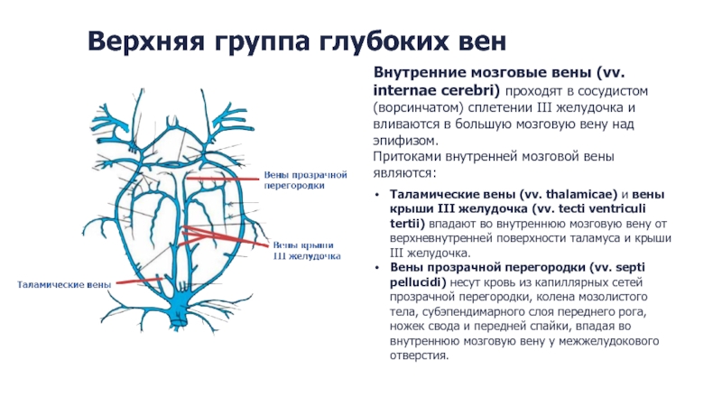 Верхние вены мозга. Анатомия вены Галена головного мозга. Большая мозговая Вена Галена. Поверхностные вены головного мозга анатомия.