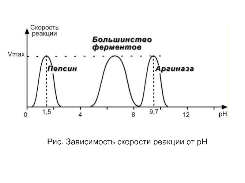 Оптимальная реакция. Зависимость скорости ферментативной реакции от PH. Зависимость ферментативной реакции от PH. Зависимость активности ферментов от PH среды. График зависимости активности ферментов от PH.