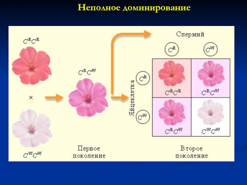 Неполное доминирование презентация