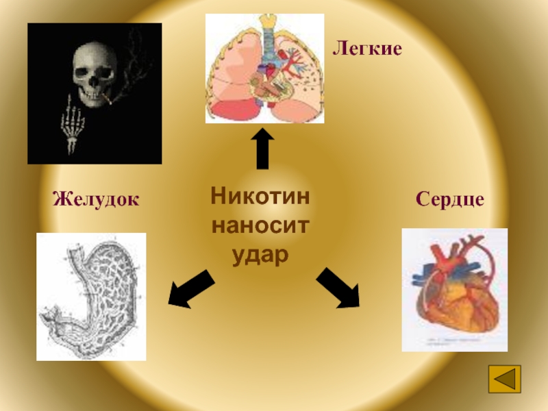 Желудок и сердце. Никотин и сердце РАН В легких.