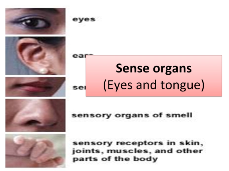 Sense organs (Eyes and tongue)