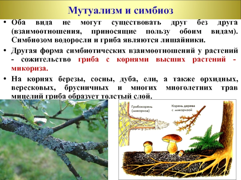 Такое полезное для обоих организмов сожительство называют. Симбиоз грибницы с корнем дерева. Симбиоз грибов и деревьев. Симбиоз гриба и растения. Симбиоз грибов с корнями деревьев.