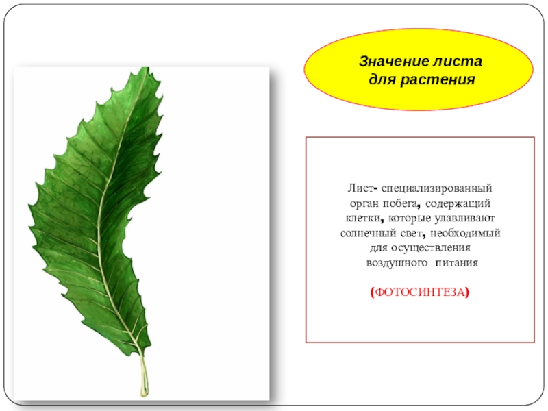 Любой лист имеет. Значение листа для растения 6 класс биология. Значение листьев для растения. Значение листа. Лист значение листа.