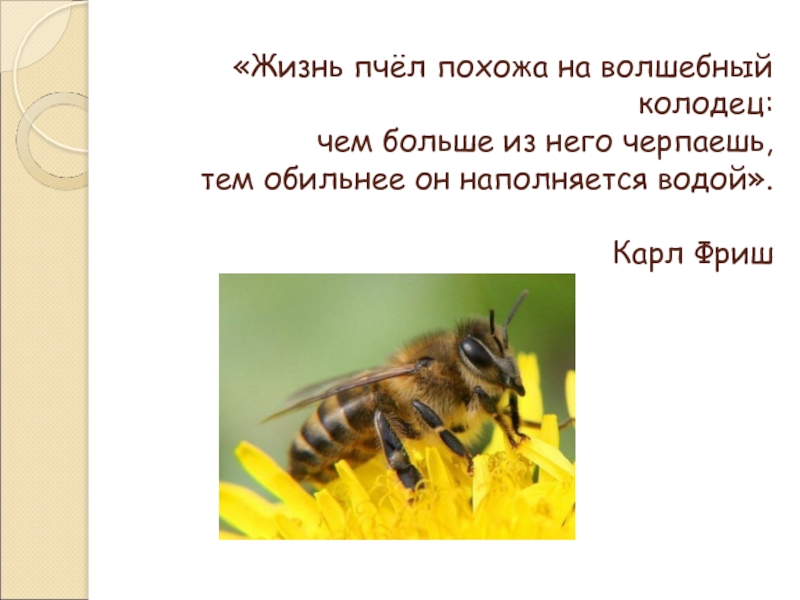 Жизнь домашних пчел. Интересное о пчелах. Пчела для презентации. Пчела тема. Проект про пчел.