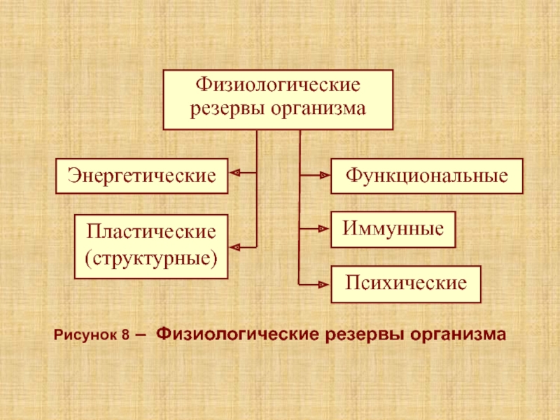 Лекция 5К Рисунок 8 – Физиологические резервы организма Рисунок 8 – Физиологические резервы организма