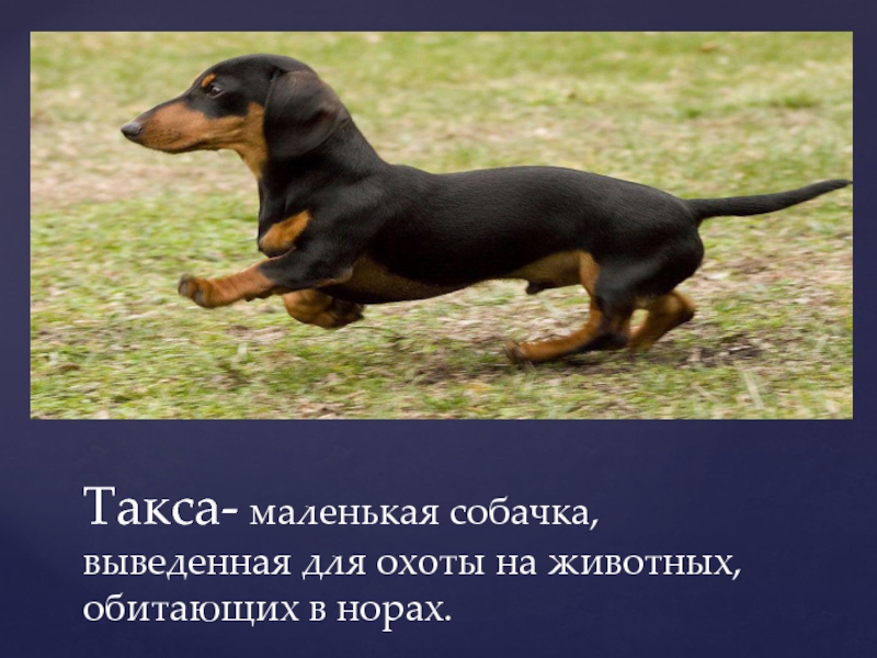 Такса- маленькая собачка, выведенная для охоты на животных, обитающих в норах.