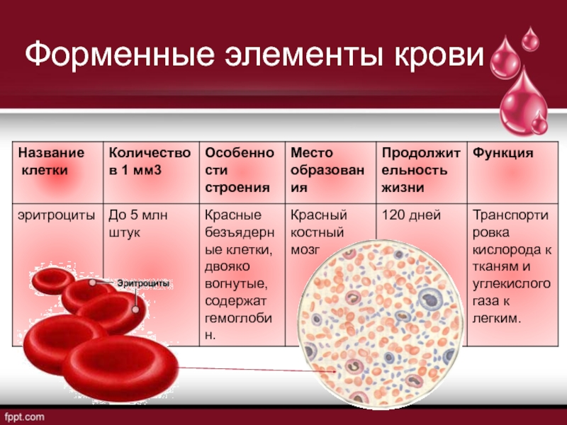 Перечислите элементы крови