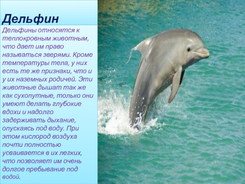 Дельфин 2 группа. Дельфины относятся. Дельфин теплокровное животное. Какой класс животных у дельфины. К какой группе относятся дельфины.