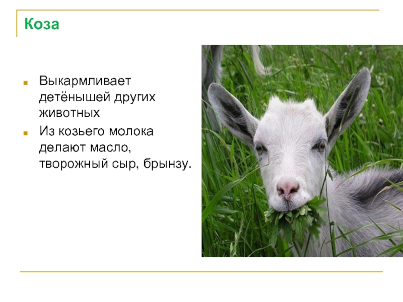 КозаВыкармливает детёнышей других животныхИз козьего молока делают масло, творожный сыр, брынзу.