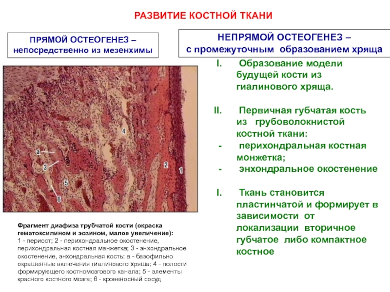 Гистогенез клеток костной ткани схема