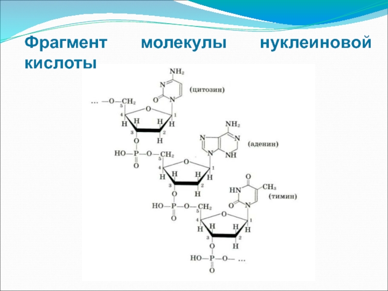 Мономерами молекул нуклеиновых кислот