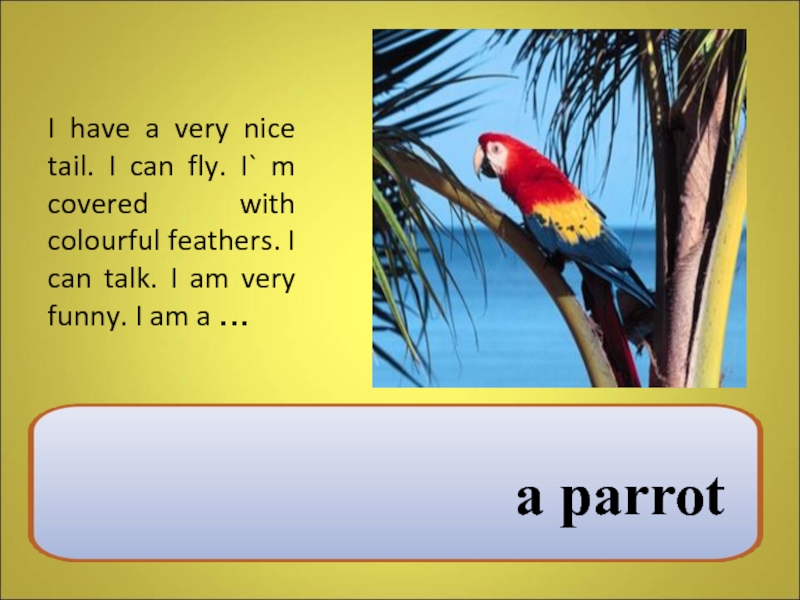 Nice tail. Лондонский зоопарк на английском. Parrot can talk. Can Parrots talk ответ. Can Parrots talk перевод.