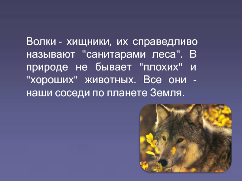 Бурый волк презентация. Волк санитар леса. Волк для презентации. Доклад про волка. Волк информация о животном.