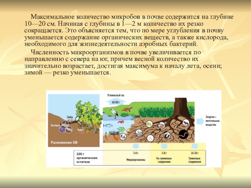 К какой группе обитателей почвы относятся микроорганизмы. Микроорганизмы в почве. Количество микроорганизмов в почве. Численность микроорганизмов в почве. Содержание микроорганизмов в почве.