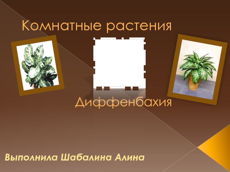 Комнатные растения     ДиффенбахияВыполнила
