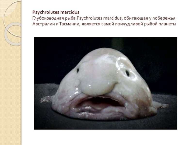 Psychrolutes marcidus Глубоководная рыба Psychrolutes marcidus, обитающая у побережья Австралии и Тасмании, является самой причудливой рыбой планеты