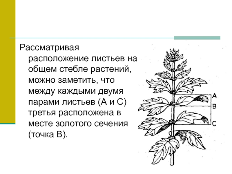 Расположенный лист. Расположение листьев на общем стебле растений. Многоярусное расположение листьев на стебле. Рассмотрите расположение листьев на стебле. Дуб расположение листьев на стебле.