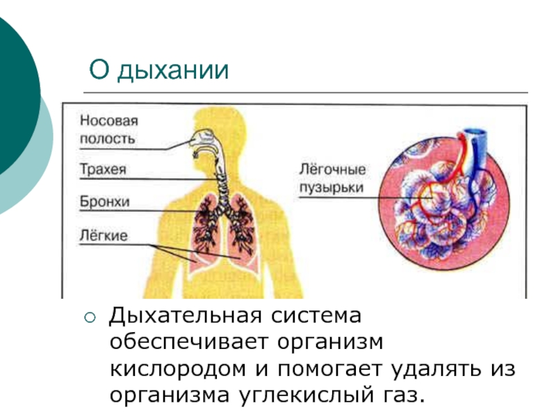 Органы дыхания человека 3 класс презентация