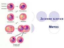 Деление клетки