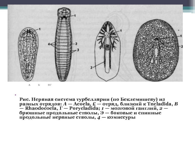 Ортогон. Класс Ресничные черви нервная система. Тип нервной системы у ресничных червей. Плоские Ресничные черви нервная система. Строение нервной системы ресничных червей.