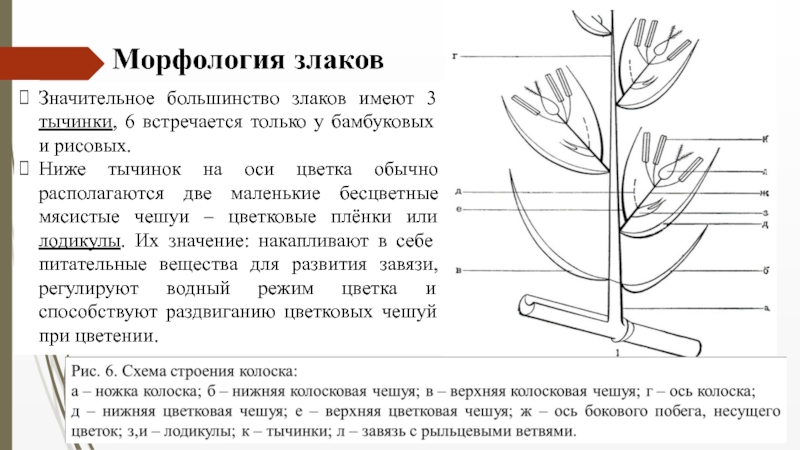 Семейство Злаковые ( Роасеае Barnh.) Значительное большинство злаков имеют 3 тычинки, 6 встречается только у бамбуковых Значительное большинство злаков имеют 3 тычинки, 6 встречается только у бамбуковых и рисовых.Ниже тычинок на оси цветка обычно
