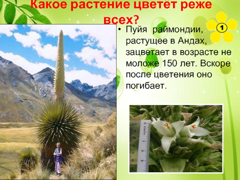 Какое растение цветёт реже всех?Пуйя раймондии, растущее в Андах, зацветает в возрасте не моложе 150 лет. Вскоре
