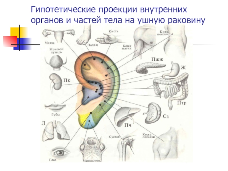 Органы на ушной раковине
