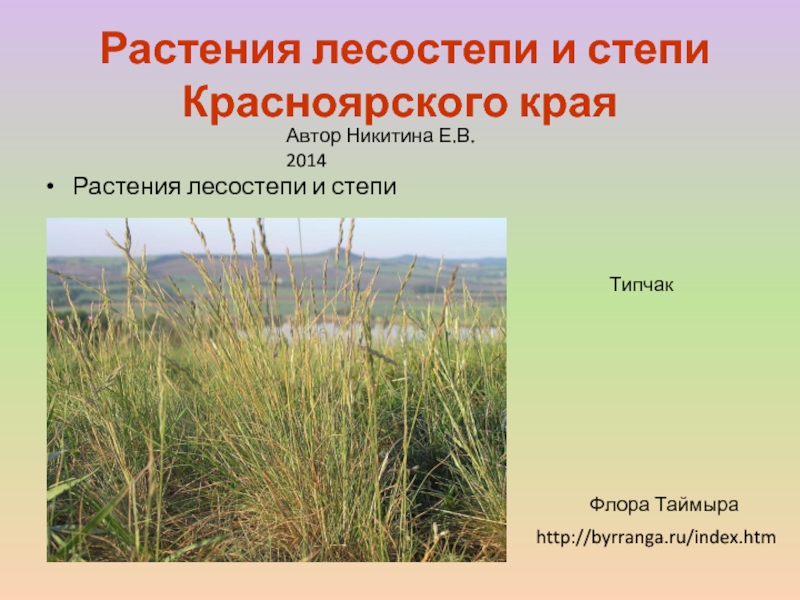 Презентация Растения лесостепи и степи Красноярского края