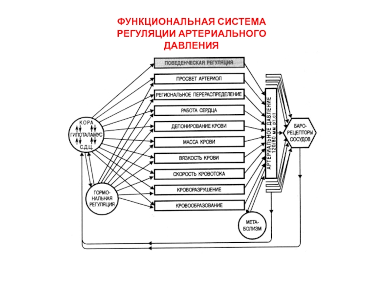 Схема регуляции артериального давления