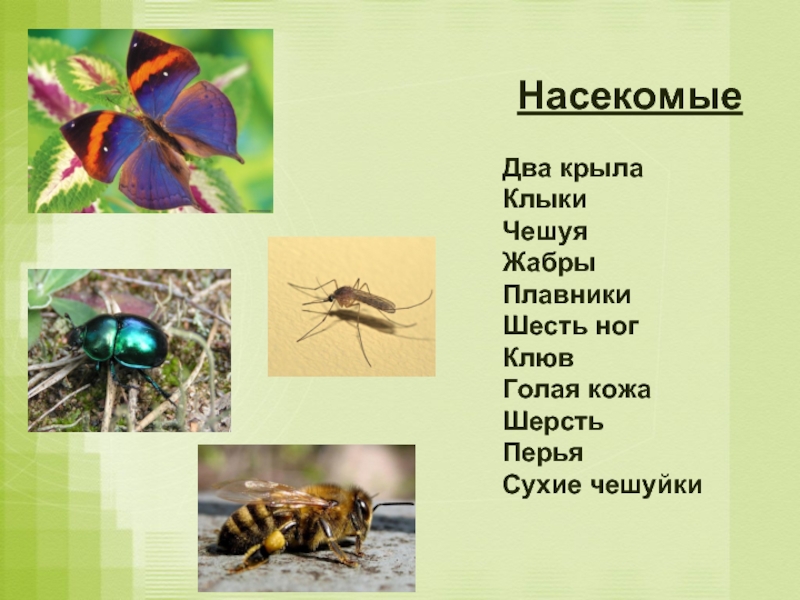 Насекомые 3 класс окружающий. Насекомые 2 яруса. 2 Крыла 6 ног.