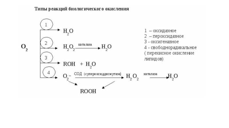 #бх -  БИОЛОГИЧЕСКОЕ ОКИСЛЕНИЕ