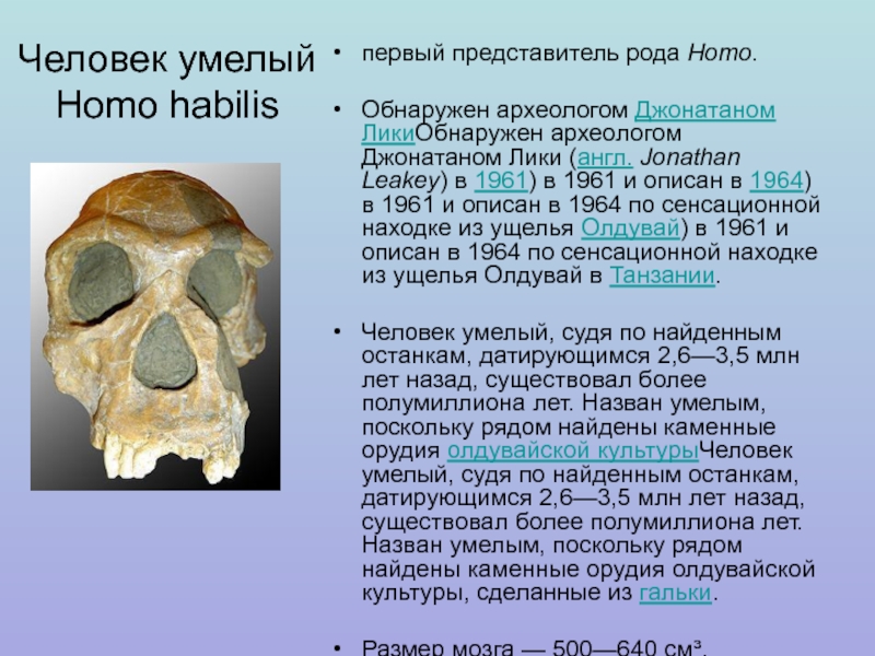 Первые представители рода человек. Человек умелый homo habilis череп. Homo habilis объем мозга. Строение черепа человека умелого.